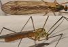 Nephrotoma flavescens
